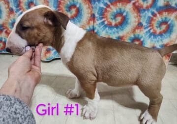 Bull Terrier girl #1