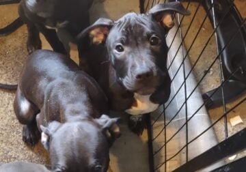 13 week old American Pit Bull Puppies for sale