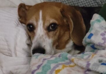 5 year old beagle looking for a new home