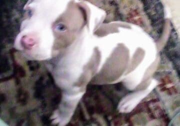 Baby red nose pit puppy