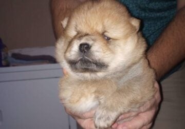 Chow chow puppy red girl