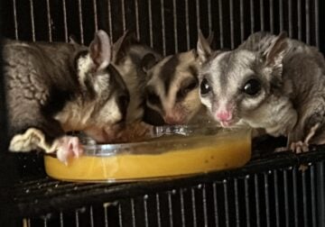 SUGAR GLIDER FAMILY with cage & accessories