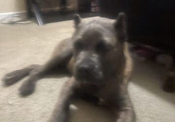 Lux Cane Corso Pup for sale with cage and supplies
