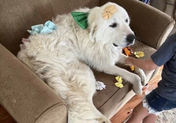 Great Pyrenees needs a home
