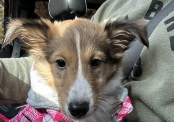 3 month pure breed sheltie