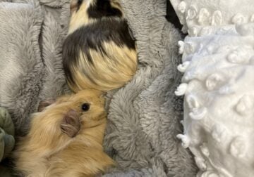 2 sweet playful bonded male guinea pigs