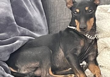 Toy Manchester Terrier ( 11 y/o male)