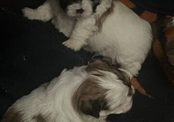 Shit zue puppies for sale