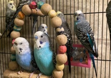 Free parakeets for good home
