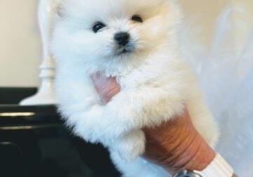 Beautiful White Pomeranian Boy