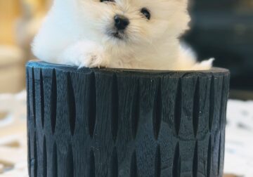 Gorgeous White Pomeranian Boy