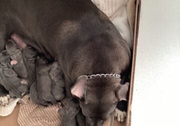 Blue Nose American Bully Puppies