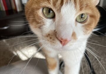 Orange Cat Rehome (Milo)