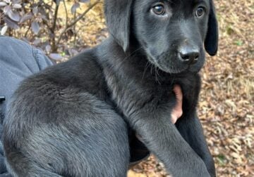 AKC English Labrador puppy-Black male