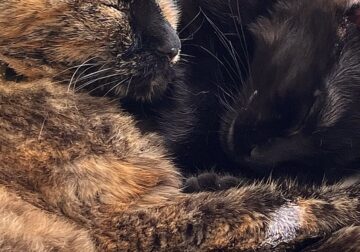 Two female cats, mother and daughter