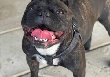 Frenchie needs good home