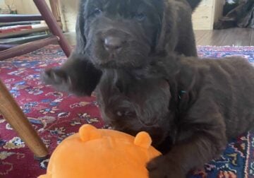 AKC Newfoundland Puppies For Sale