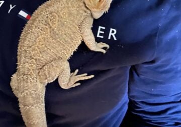 Bearded dragon for sale
