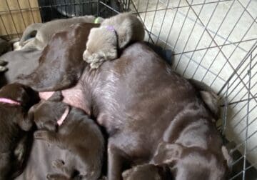 Choclate/silver lab pups