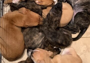 9 pitbull puppies for sale