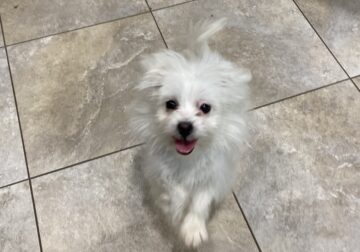 Beautiful four month old, female Maltese