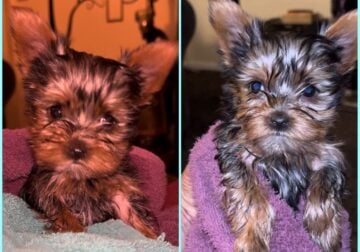 2 Male 7 wk old Yorkie pups