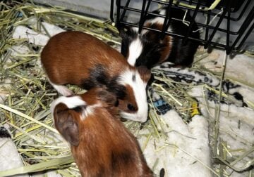 Guinea pigs for sell $30