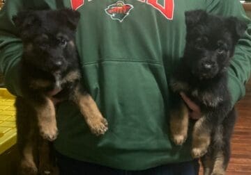 AKC German Shepherd puppies