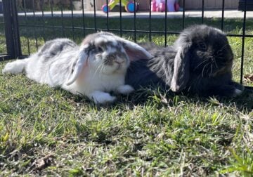 Two bunnies for sale