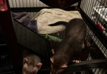 3 Ferrets for Adoption
