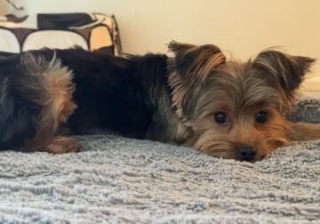 1 year old male Yorkie