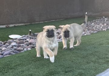 2, 10 week old females mixed with Great Pyrenees