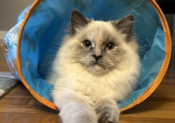 9 month Himalayan cat (Mia) for sale