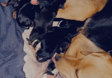 Cheagle puppies for sale!