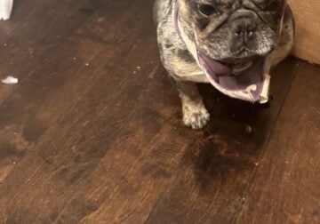 Young adult French bulldog merle