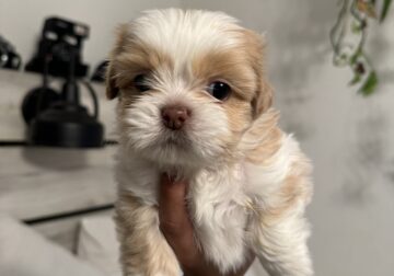 Shih Tzu Puppy ! 8 weeks old.