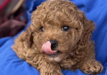 Beautiful Red POODLE puppies (miniature)