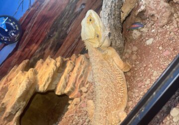 Bearded dragon male for sale