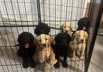 Labrador/GoldenDoodle Puppies $1500 (negotiable)