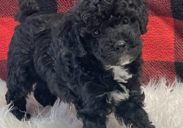 Poodles available in Illinois