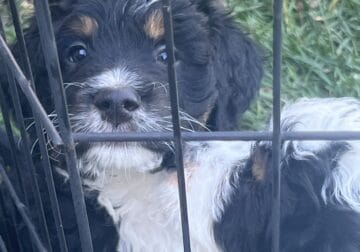 Mini Bernedoodle Puppies Ready Now