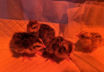 Coturnix Quail Chicks