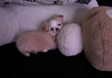 ADORABLE Chihuahua puppy!!