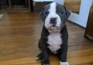 Blue nose puppies
