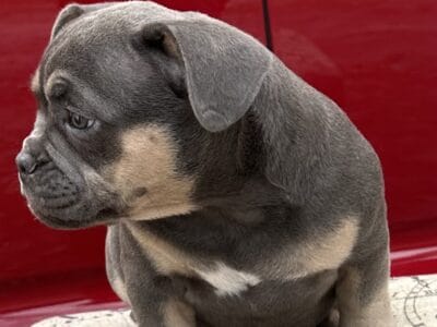 StarDust - Miniature, Pocket and Exotic Bully Puppy and Dog For Sale, Bullymon