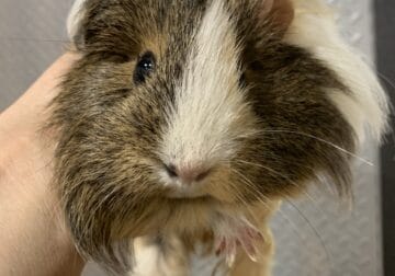Two Guinea pig sisters in need of a new home