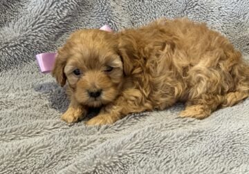 Maltipoo looking for their forever home (Brownie)