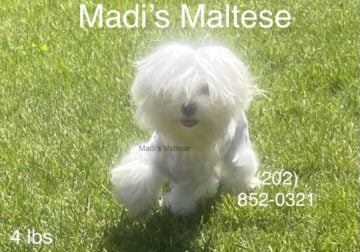 Maltese Male Discounted For Sale $1800 Limited Tim