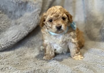 Maltipoo looking for their forever home (Cookie)