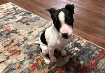 Jack Russell Puppy for sale
